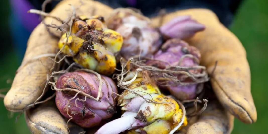 Hem çiçeğini hem tohumunu satıyor, talep patlıyor! Yurt içinin ardından yurt dışına açılmaya hazırlıyor 2